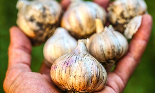8 thực phẩm phòng và trị muỗi đốt hiệu quả 8 thực phẩm phòng và trị muỗi đốt hiệu quả