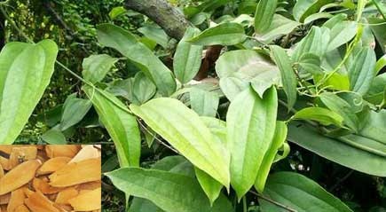8 bài thuốc nam chữa dị ứng hiệu quả 8 bài thuốc nam chữa dị ứng hiệu quả