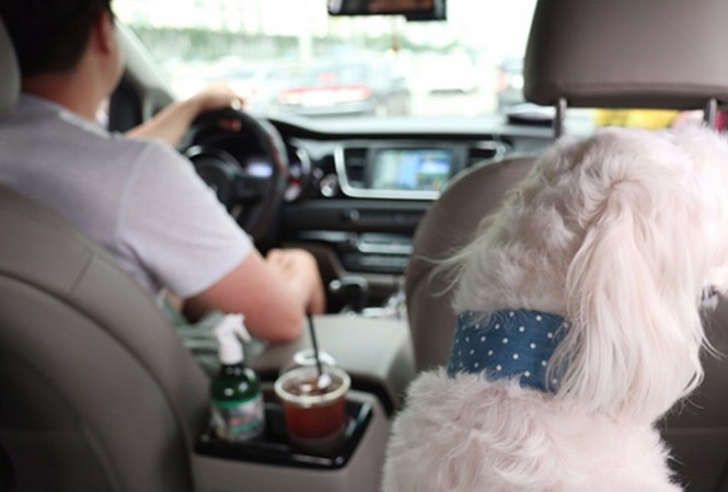 Taxi cho thú cưng ở Hàn Quốc Dù cước phí đắt gấp 4 lần nhưng dịch vụ taxi dành cho thú cưng vẫn nở rộ và lan khắp Hàn Quốc. Ảnh: The Korean Times