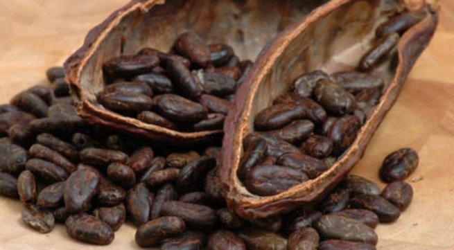 Cacao giúp cải thiện chứng suy giảm trí nhớ Ảnh minh họa: Internet