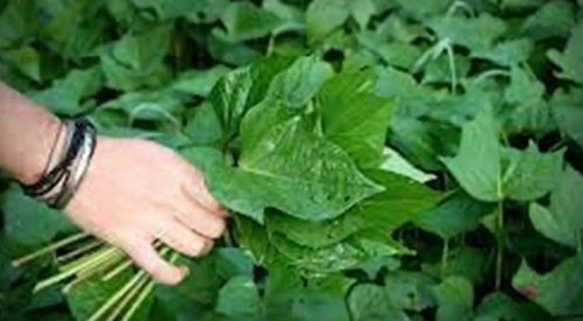 Rau lang giàu vitamin Ảnh minh họa: Internet