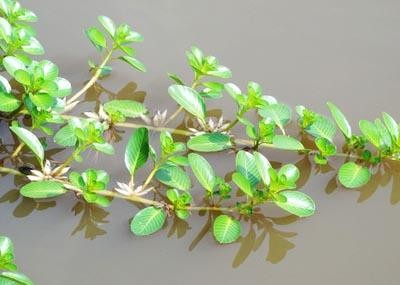 Rau dừa nước - cây rau lợn chữa “bách bệnh” Ảnh minh hoạ: Internet