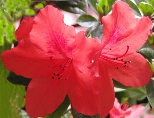 Hoa đỗ quyên đỏ - Hoa cực độc nhưng lại cực tốt để chữa bệnh, cứu người Ảnh minh hoạ: Internet