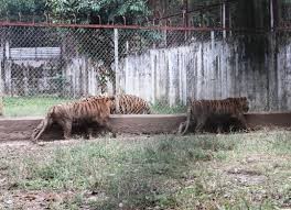 Hà Nội quyết “xóa sổ” cơ sở nuôi động vật hoang dã không an toàn Hà Nội quyết “xóa sổ” cơ sở nuôi động vật hoang dã không an toàn