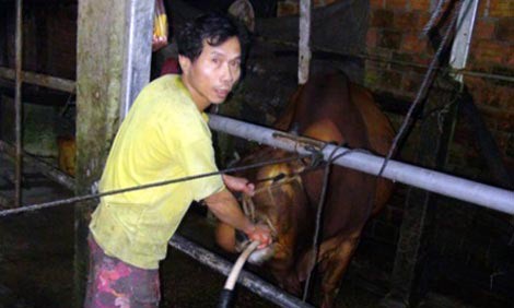 Bơm nước giếng khoan vào bụng bò ‘phù phép’ gầy thành béo Bơm nước giếng khoan vào bụng bò ‘phù phép’ gầy thành béo