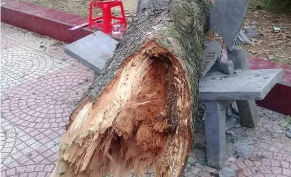 Phó hiệu trưởng tử vong vì bị cây gãy đè vào người Hiện trường vụ việc