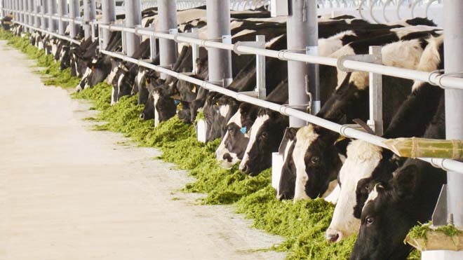 Sữa tươi Vinamilk 100% đứng đầu thị trường Việt Nam Với việc 5 trang trại được chứng nhận đạt chuẩn GlobalG.A.P đầu tiên tại Đông Nam Á, Vinamilk đã và đang là doanh nghiệp tiên phong trong việc nâng tầm tiêu chuẩn quốc tế cho các sản phẩm sữa của Vinamilk khi đến tay người tiêu dùng