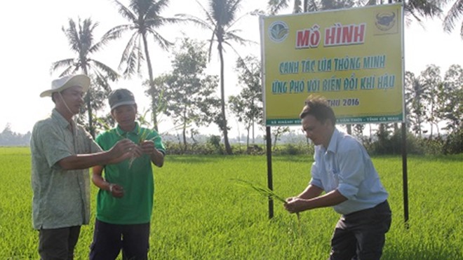 Tăng lợi nhuận cho nông dân áp dụng mô hình canh tác lúa thông minh Mô hình canh tác lúa thông minh ở ĐBSCL