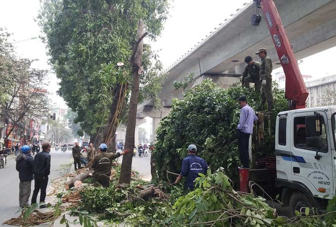 Hà Nội: Hàng loạt cây xà cừ cổ thụ tiếp tục bị đốn hạ Theo quan sát của PV, đến trưa ngày 14/1, các công nhân vẫn tiếp tục chặt hạ hàng cây.