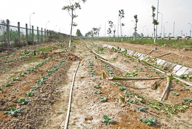 Hà Nội dẹp bỏ vườn rau canh tác trên “đại lộ nghìn tỷ” Hà Nội dẹp bỏ vườn rau canh tác trên “đại lộ nghìn tỷ”