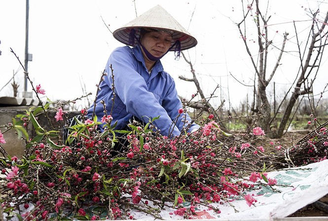 Đào Nhật Tân tấp nập ra chợ trước ngày Rằm tháng Giêng Những bó đào Nhật Tân theo chân người dân xuống phố trong dịp Rằm tháng Giêng.