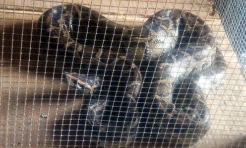 Trăn 30 kg đang mang thai dính bẫy cá nông dân Con trăn cái 30 kg được ông Phước bỏ vào chuồng nuôi. Ảnh: Hoàng Nam/VnExpress