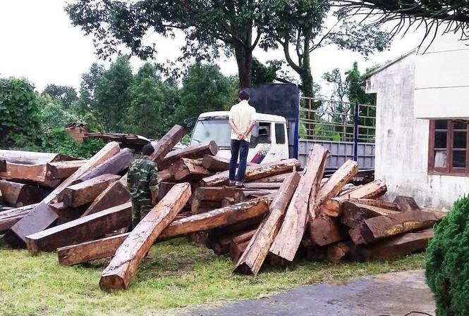 Bị bắt gỗ lậu, hàng chục đối tượng tấn công kiểm lâm Số gỗ lậu bị thu giữ.