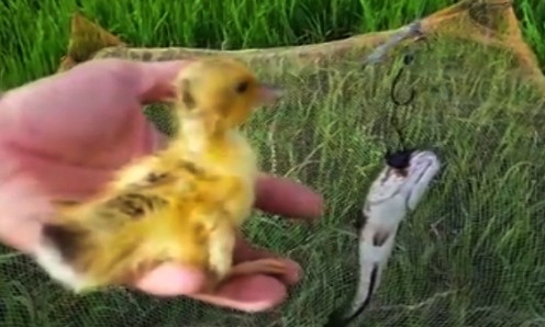 Tuyệt chiêu câu cá lóc bằng vịt con ở miền Tây Con cá lóc dính bẫy và vịt con vẫn khỏe mạnh bình thường. Ảnh chụp từ video.