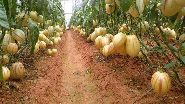 Cơn sốt dưa Pepino đem về cho chàng trai trẻ 20 triệu đồng/tháng Vườn dưa Pepino