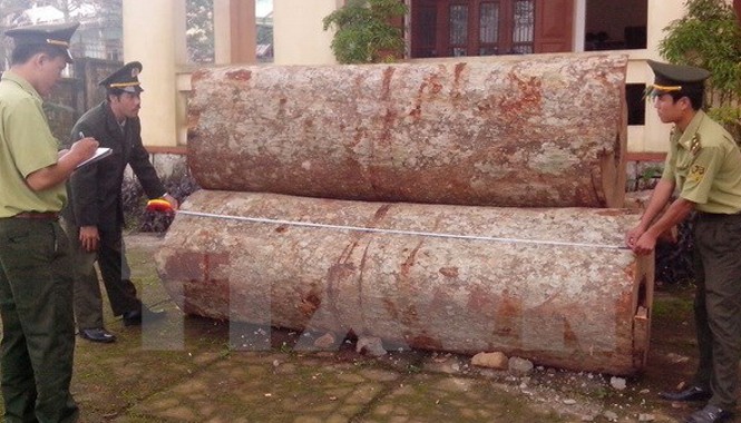 Lâm Đồng khởi tố lái xe chở gỗ lậu đâm chết cán bộ kiểm lâm Ảnh minh họa. Nguồn: TTXVN.