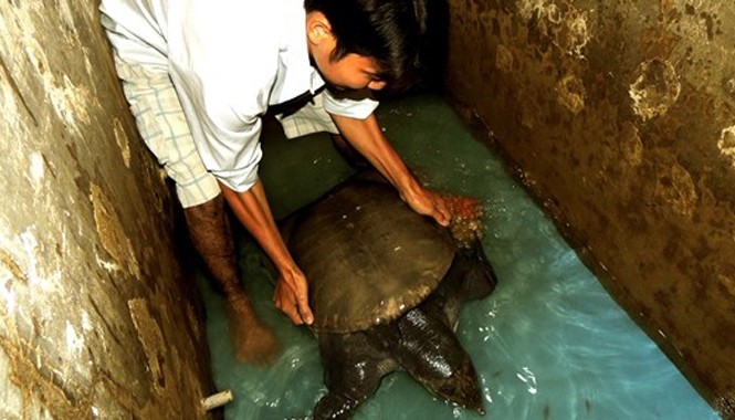 Con cua đinh hoang dã được trả giá 45 triệu Con cua đinh nặng 23,5 kg do con trai của ông Quốc giăng câu bắt được. Ảnh: Huy Phương.