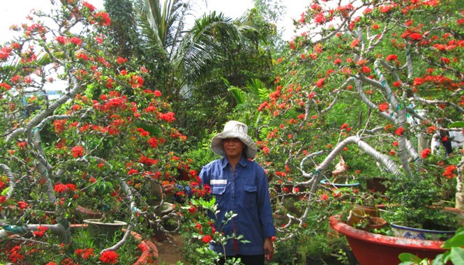Cây kiểng bông trang chơi tết có giá nghìn đô Hiện 1 cặp kiểng bông trang có giá khoảng 15 triệu đồng.