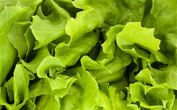 Lên sao Hỏa... trồng rau xà lách Lên sao Hỏa... trồng rau xà lách
