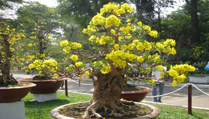 Thu bạc triệu từ những gốc mai... bỏ đi Mai bonsai dáng thế đẹp, hoa nở đều đẹp.