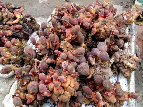 Loạn giá nấm 'tan cửa nát nhà' Nấm ngọc cẩu được bày bán như rau tại chợ TP Lai Châu.