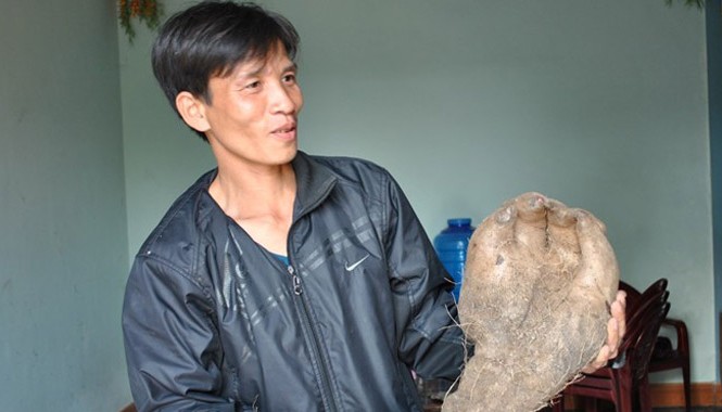 Đổ xô xem khoai vạc khổng lồ hình bàn tay người ở Nghệ An Anh Quyền đang cầm củ khoai có hình bàn tay.