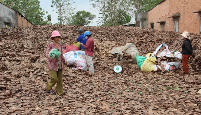 Người dân Đồng Nai đổ xô bán lá điều khô Điểm thu mua của bà Thu, ấp 5, xã Gia Canh mỗi ngày mua khoảng một tấn lá. Ảnh: Hoàng Trường/ VnExpress
