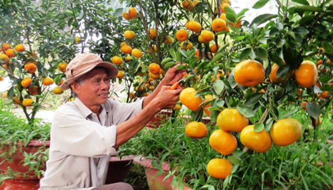 Thu gần nửa tỷ mỗi năm nhờ trồng quýt hồng trong chậu Ông Ràng cần mẫn chăm sóc vườn quýt hồng. Ảnh: Nam Lê/ VnExpress