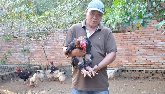 Chưa Tết, Gà Đông Tảo tiền triệu đã 'cháy hàng' Gà Đông Tảo trong trại gà của anh Tuấn được bán với giá 2 - 3 triệu đồng/con.