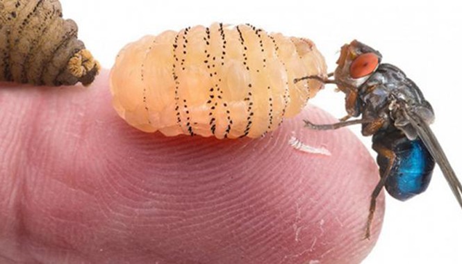 Nuôi giòi trong cơ thể để nghiên cứu Ảnh minh họa các giai đoạn phát triển của một con ruồi trâu. Ảnh: Piotr Naskrecki.