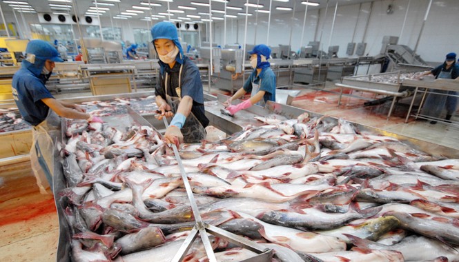 Doanh nghiệp cá tra lại “kêu cứu” lên Thủ tướng Các doanh nghiệp cá tra lại “kêu cứu” lên Thủ tướng, đề nghị sửa đổi một số quy định trong Nghị định 36 cho phù hợp với thực tế sản xuất.