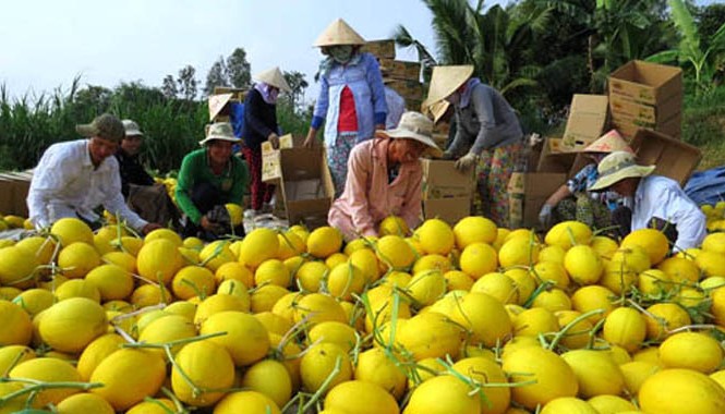 Lãi hàng trăm triệu đồng một vụ dưa lê vàng Nông dân Đồng Tháp năm nay kiếm bộn tiền nhờ dưa lê vàng được mùa. Ảnh: Nam Lê/VnExpress