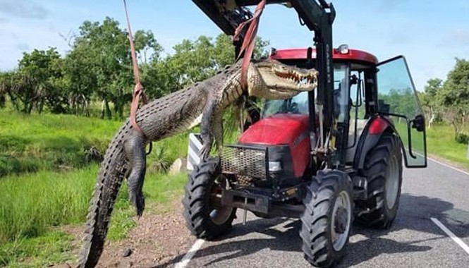 Bắn hạ cá sấu dài hơn 4m để cứu du khách Con cá sấu bị bắn hạ. Nguồn: Parks Australia.