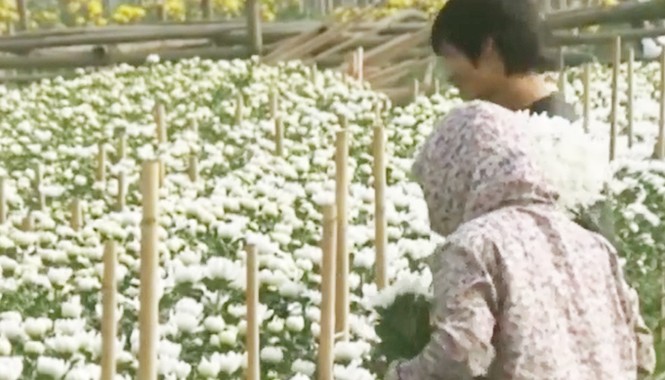 Hà Nội: Nông dân nhổ bỏ hoa cúc vì rớt giá thảm hại Hà Nội: Nông dân nhổ bỏ hoa cúc vì rớt giá thảm hại