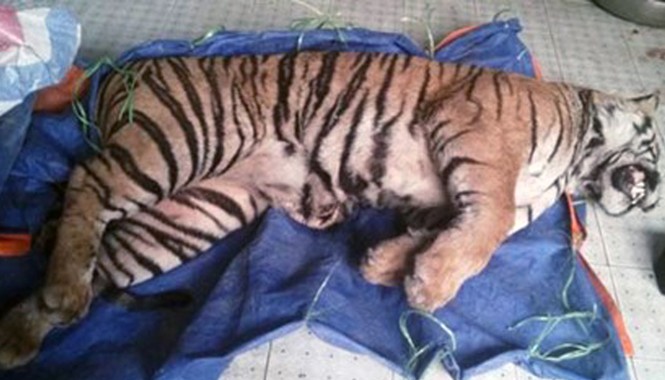 Hai mẹ con đi bán thuê xác hổ lấy công 20 triệu đồng Xác con hổ thu giữ tại nhà của đối tượng Nguyễn Thị Nhượng. Ảnh Văn Dũng.