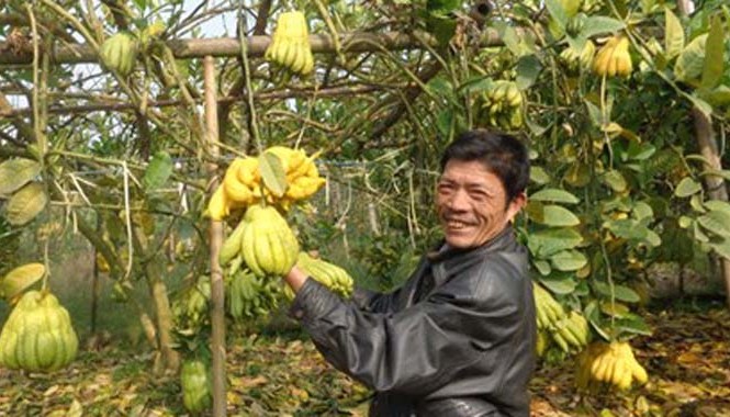 Ông chủ vườn phật thủ 1000 gốc tiết lộ bí quyết thu tiền tỷ Nhờ trồng phật thủ, gia đình anh Nguyễn Tuấn Phong thu về tiền tỷ mỗi năm.