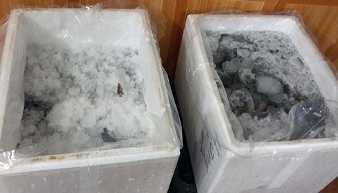 Cơ sở bơm bột vào tôm đông lạnh ở Hà Nội Tôm sú đông lạnh là một trong các mặt hàng thường bị các gian thương bơm bột để tăng trọng lượng.