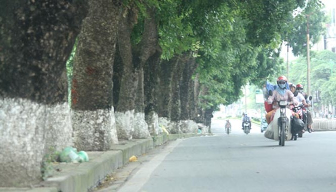 Hà Nội thay thế 6.700 cây xanh trên phố Lãnh đạo Sở Xây dựng cho hay, xà cừ không phải là cây xanh đô thị, thành phố Hà Nội sẽ dần chặt hạ thay thế loại cây này. Ảnh: Võ Hải.