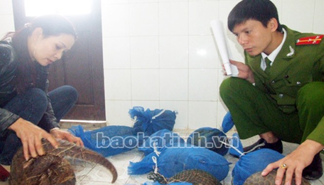 Bắt cô gái vận chuyển 38 kg tê tê đi tiêu thụ Đối tượng Nguyễn Thị Hương cùng số tê tê bị tạm giữ tại Công an huyện Đức Thọ.
