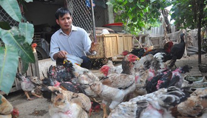Gà “nghìn đô” phục vụ nhà giàu ăn Tết Anh Nguyễn Văn Trường ở làng Lạc Thổ, thị trấn Hồ (Thuận Thành, Bắc Ninh) đang bỏ thóc cho gà ăn trước khi xuất bán cho khách. Ảnh: Trần Quang.