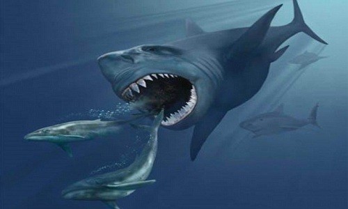 Phát hiện loài cá mập răng nhọn hoắt vô cùng khủng khiếp Cá mập Megalolamna paradoxodon sinh sống cách đây 20 triệu năm. Ảnh minh họa: Wikimedia Commons.