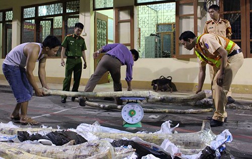 6 tạ gỗ sưa đỏ trong xe khách bị cảnh sát bắt giữ 45 khúc gỗ sưa với trọng lượng gần 6 tạ bị công an thu giữ. Ảnh: Sơn Dương.