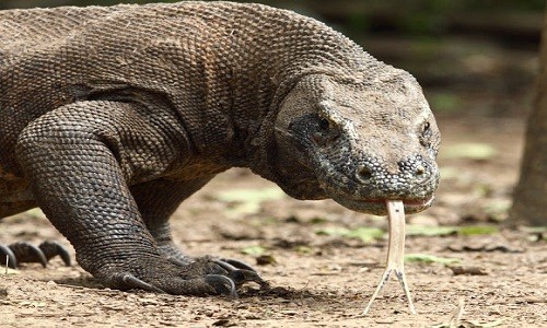 Rồng komodo leo cây tóm gọn sóc Rồng komodo là loài thằn lằn lớn nhất còn sống trên thế giới. Ảnh: Flickr.