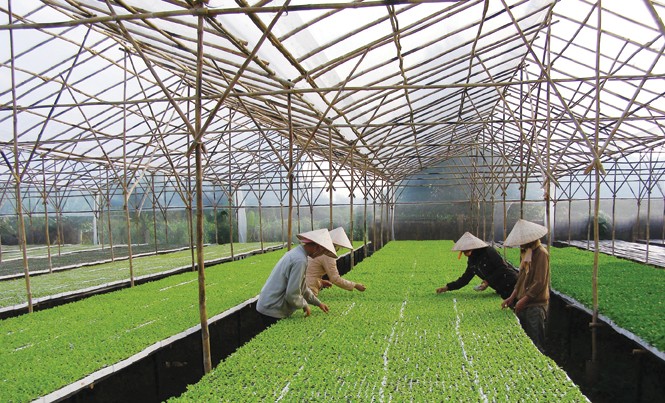Nông nghiệp công nghệ cao: Làm gì để tạo gói 50-60 nghìn tỷ? Phát triển nông nghiệp công nghệ cao rất cần nguồn lực. Ảnh: Hồng Vĩnh.