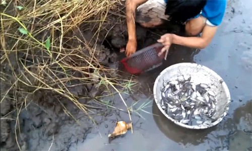 Thanh niên bắt trăm con cá 'trời cho' trong vũng nước cạn Ở các vũng nước, chàng trai dùng rổ bắt được cả chục con cá.
