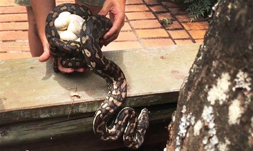 Đáng sợ trăn dài hai mét ôm ổ trứng ẩn mình trong sân vườn Con trăn thảm và ổ trứng 16 quả được đưa lên từ bờ tường. Ảnh: National Geographic.
