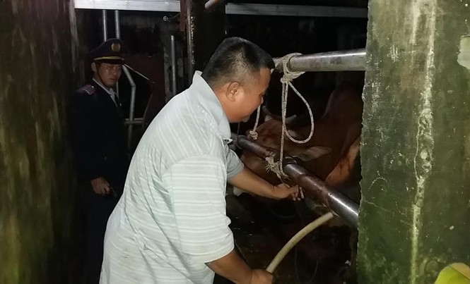 Bắt quả tang hàng loạt cơ sở giết mổ bơm nước vào bò Các chủ lò mổ bơm nước căng bụng bò hòng tăng lợi nhuận.