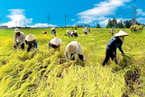 Vì sao người Việt hiếu học, sáng tạo… mà vẫn nghèo? Người Việt cần cù, hiếu học mà sao vẫn cứ phải bán mặt cho đất, bán lưng cho trời?