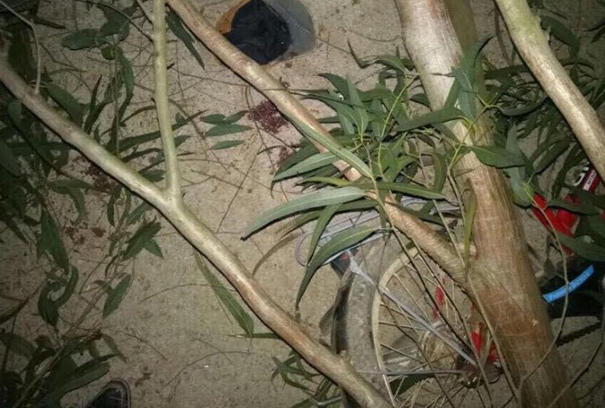 Bị cây đổ trúng người, 3 học sinh phải nhập viện khẩn cấp Hiện trường vụ việc.