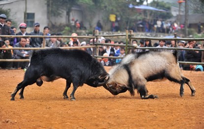 Hội chọi dê có một không hai dịp đầu năm Dê đực thường là con đầu đàn, rất lỳ đòn, chẳng mấy khi bỏ chạy sớm như trâu chọi nên màn thi đấu nào cũng căng thẳng, hấp dẫn